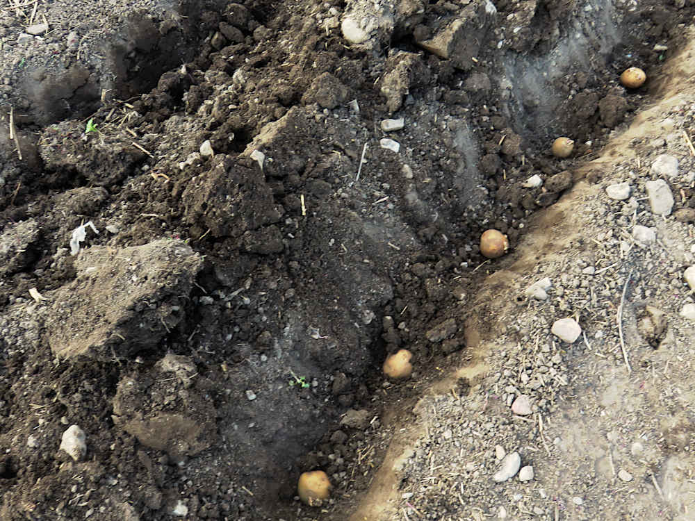 Seed potatoes placed in a trench