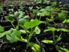 Seedlings hardening off in the sun