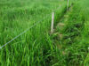 Electric fence lines for deer and for groundhogs