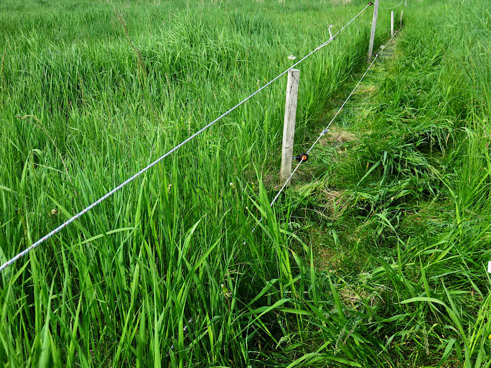 Electric fence lines for deer and for groundhogs