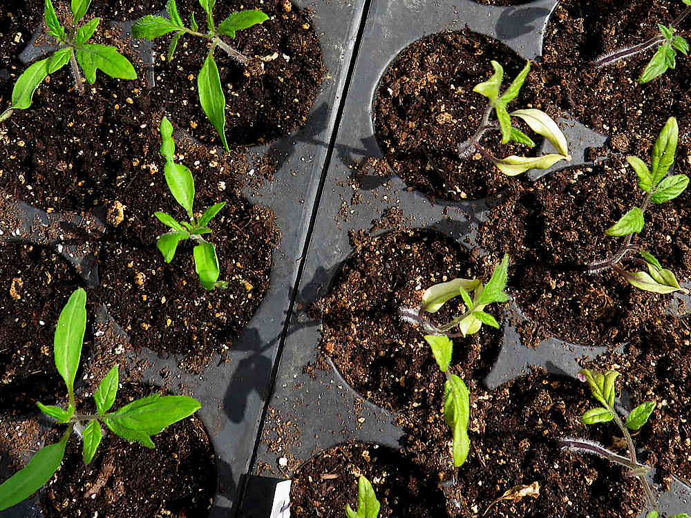 Tomato seedlings compared