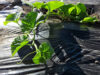 Cantaloupe vine
