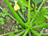 Baby zucchini