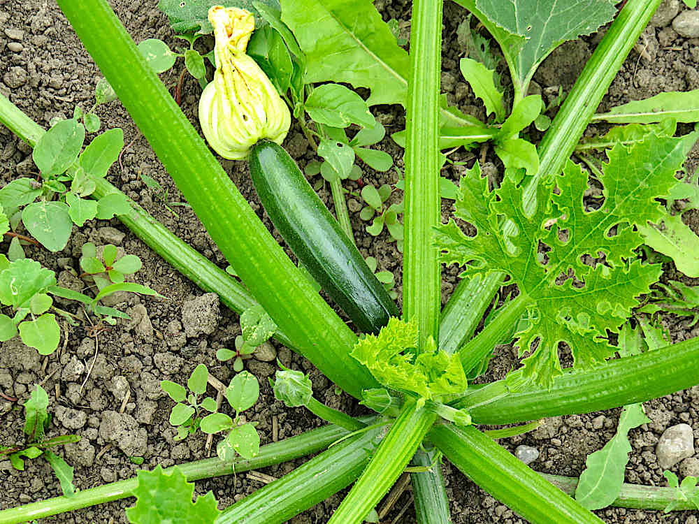 Baby zucchini