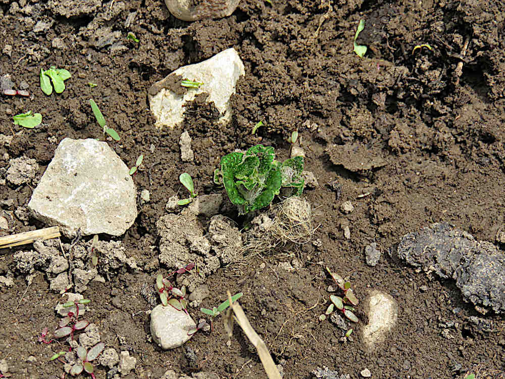 Potato seedling emerging