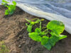 Transplanted butternut squash