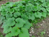 Winter squash spreading