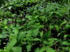 Mix of seedling out in the sun