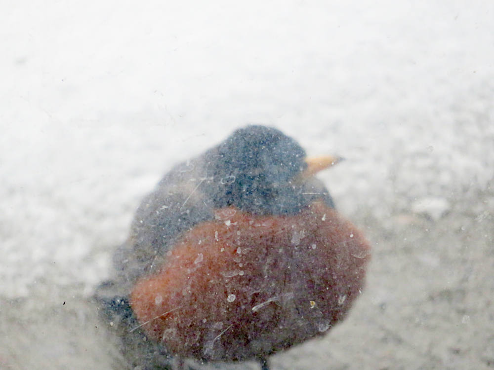 American robin at the window on a snowy day