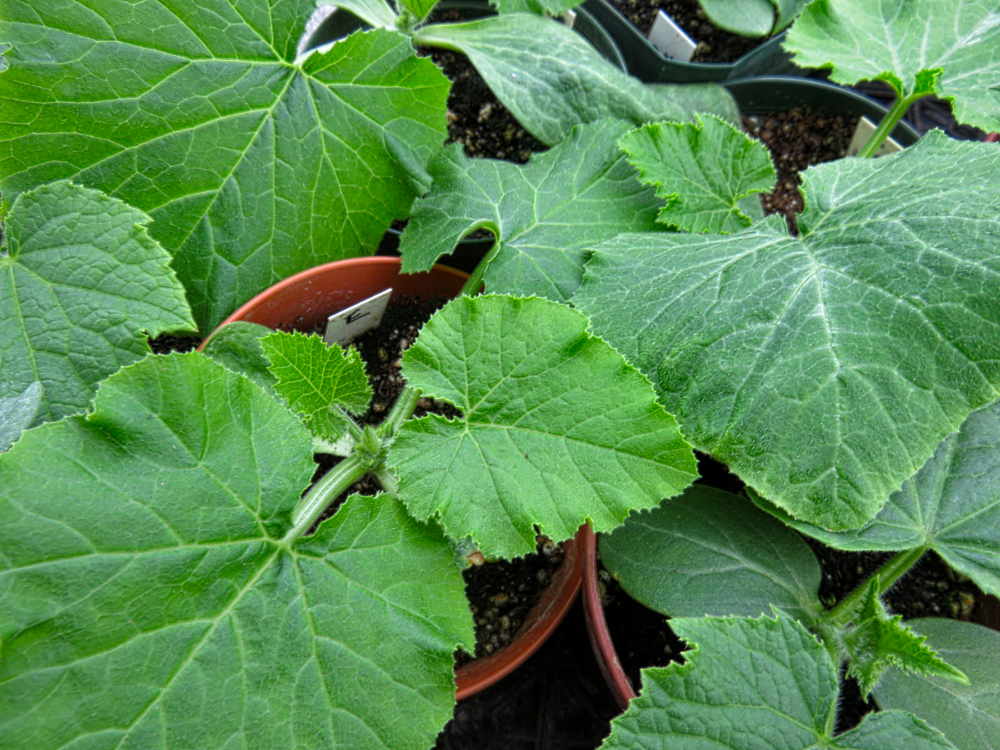 Zucchini seedlings