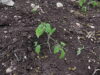 Tomato transplanted, early days