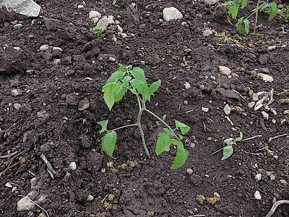 Tomato transplanted, early days