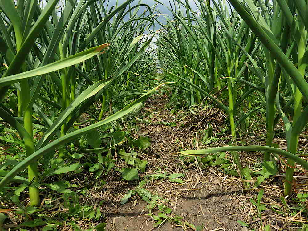 Path between garlic beds
