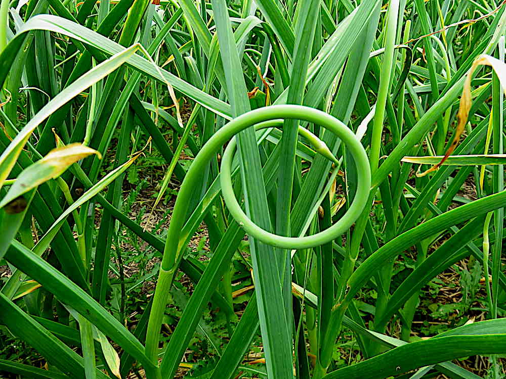 Garlic scape