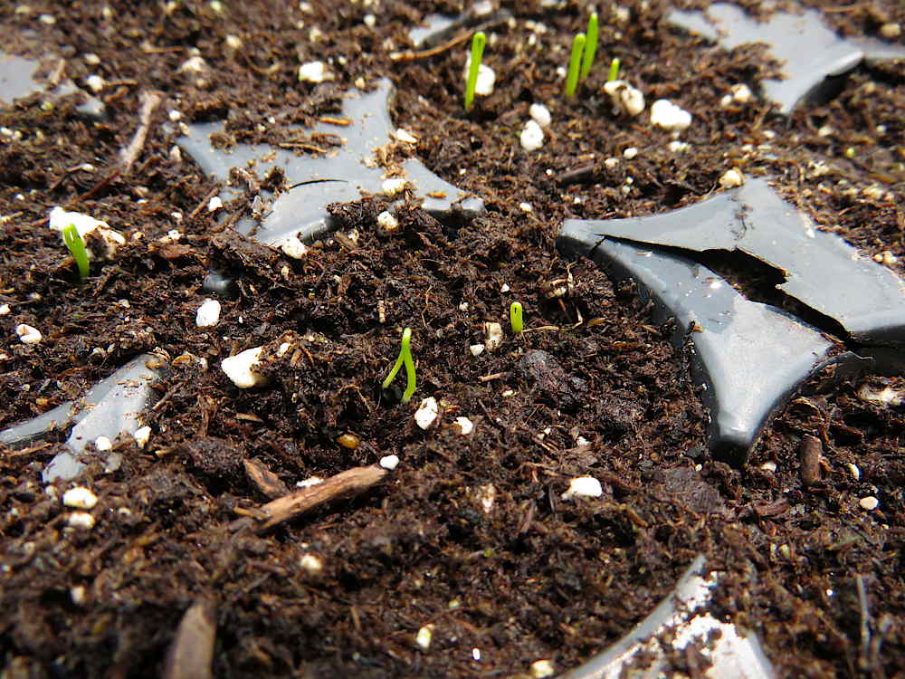 Green onions germinating in a plugsheet