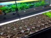 Grow racks loaded with plug sheets of seedlings