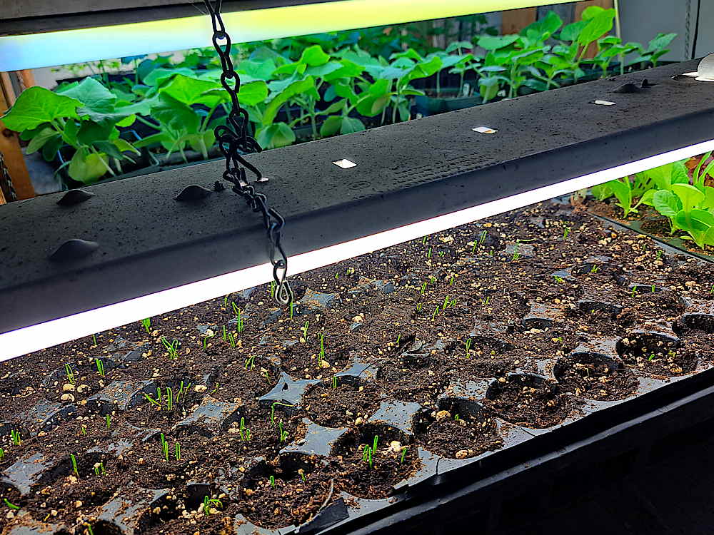 Grow racks loaded with plug sheets of seedlings
