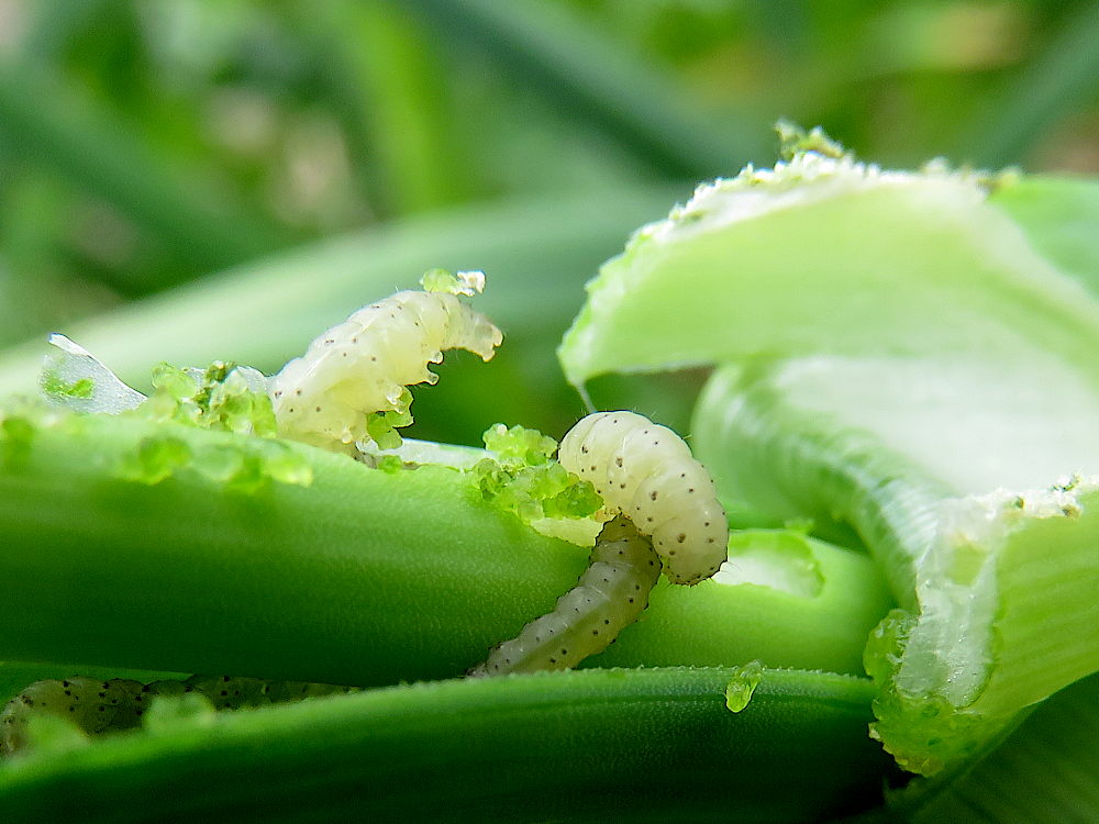 Leek moth larva eating garlic plant
