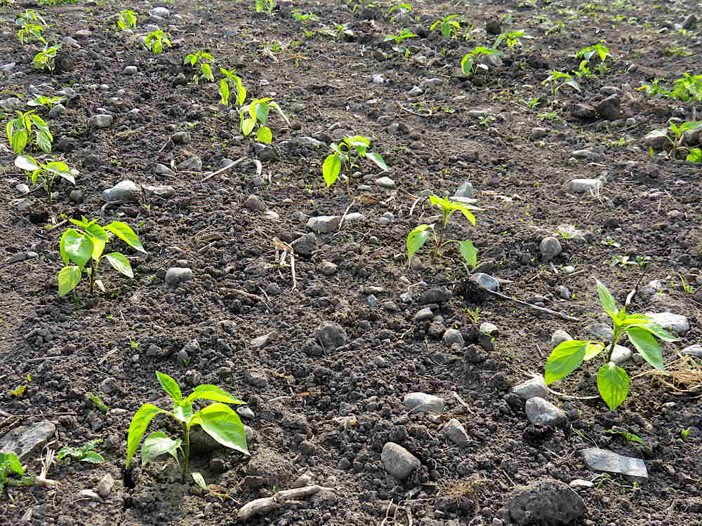 Transplanted peppers settling in
