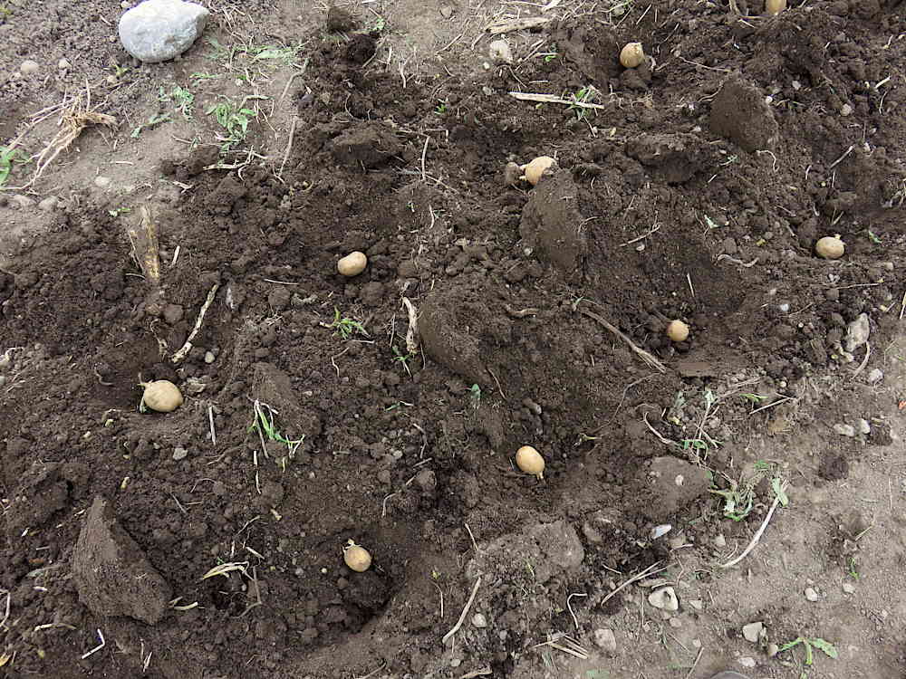 Planting potatoes