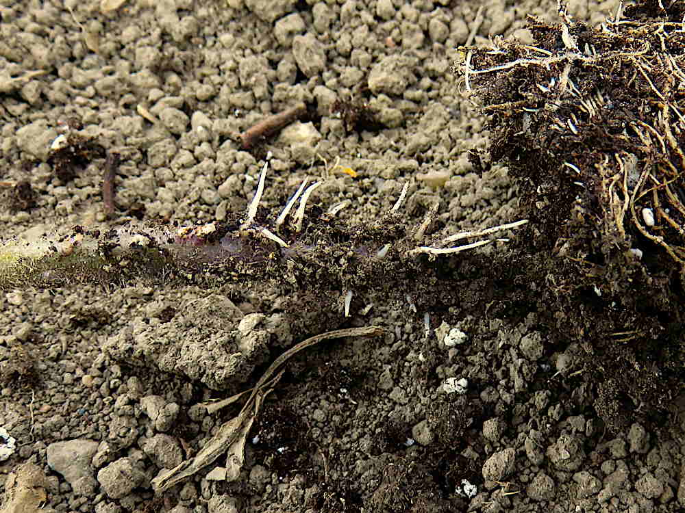 Adventitious stem roots on a tomato seedling