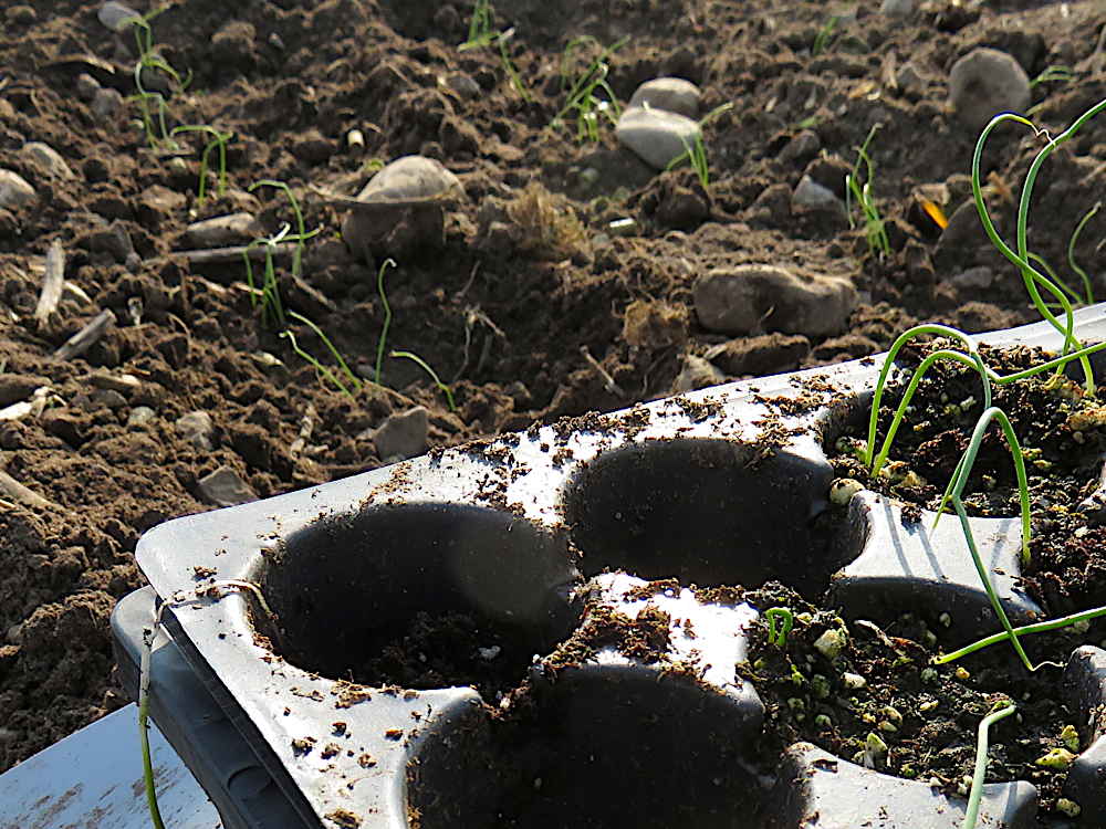 Transplanting green onions