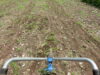 Wheel hoeing the field