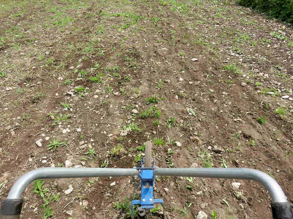 Wheel hoeing the field