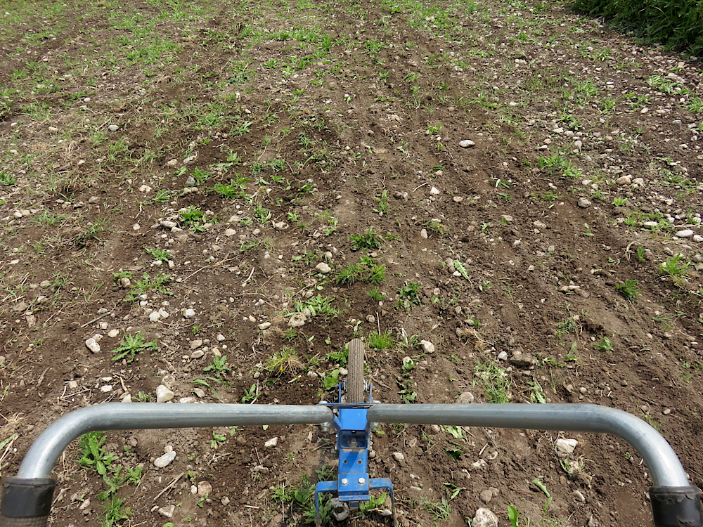 Wheel hoeing the field