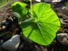 Winter squash leaves