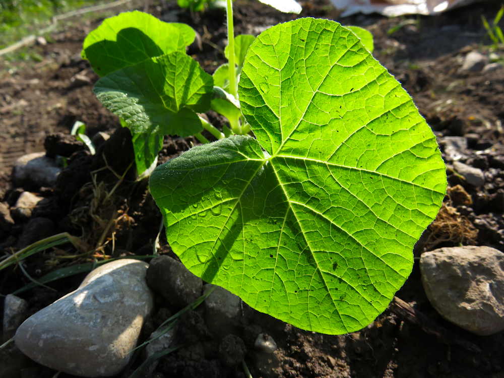 Winter squash leaves