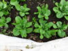 Mezquite variety of romaine lettuce