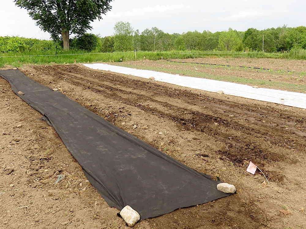 Newly seeded crops, covered and uncovered