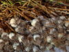 Garlic, harvested and stacked to cure by air drying.
