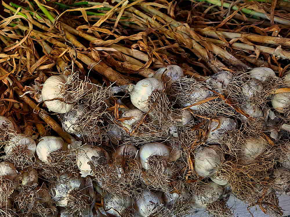 Garlic, harvested and stacked to cure by air drying.