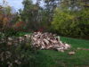 First firewood delivery of the season