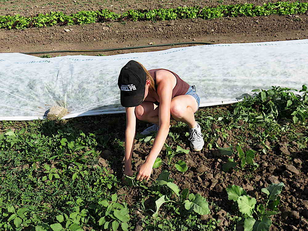 Handweeding brassicas.