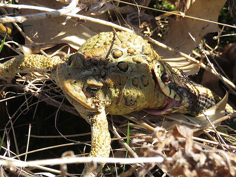 Snake eating toad