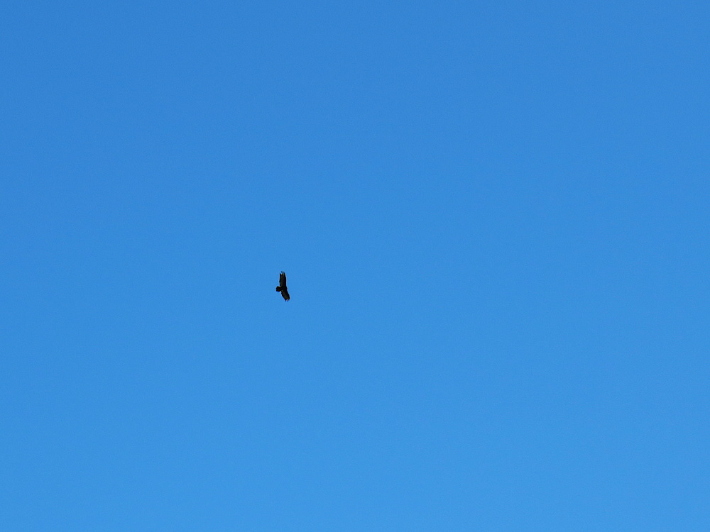 Turkey vulture lazily circling