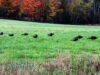 Wild turkeys foraging in a field