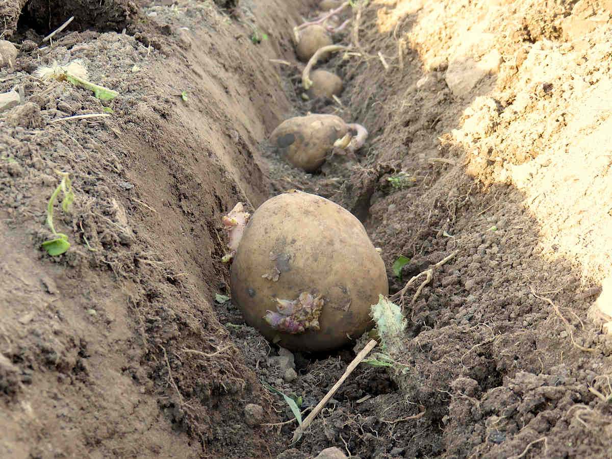 Planting Yukon Gold seed potatoes in a trench