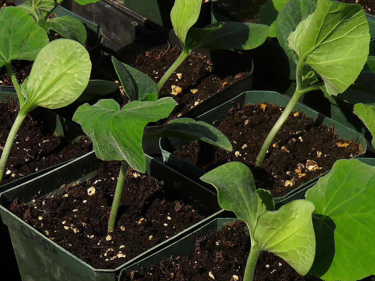 Squash seedlings in a stiff breeze