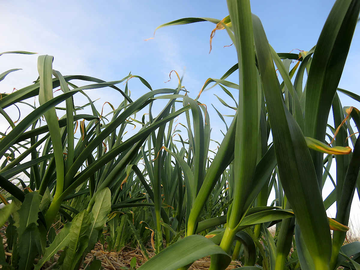 Garlic mid-May