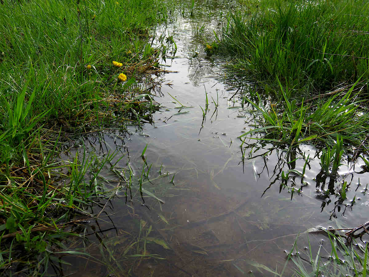 Standing puddle means water table still high