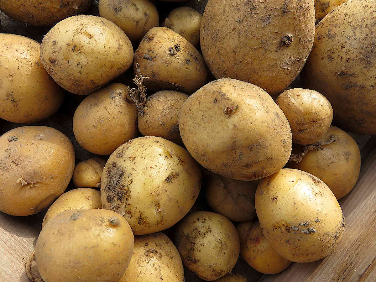 Freshly harvested potatoes