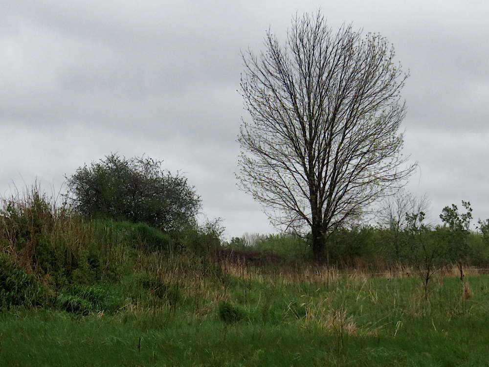 A tree in the field