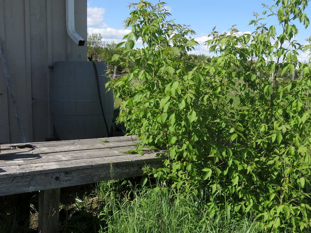 Box elder aka a weed tree