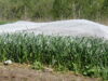 Row cover blown off the garlic