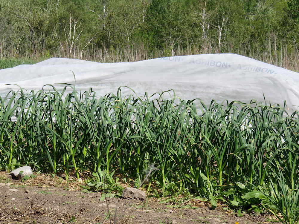 Row cover blown off the garlic