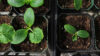 Zucchini and cucumber seedlings